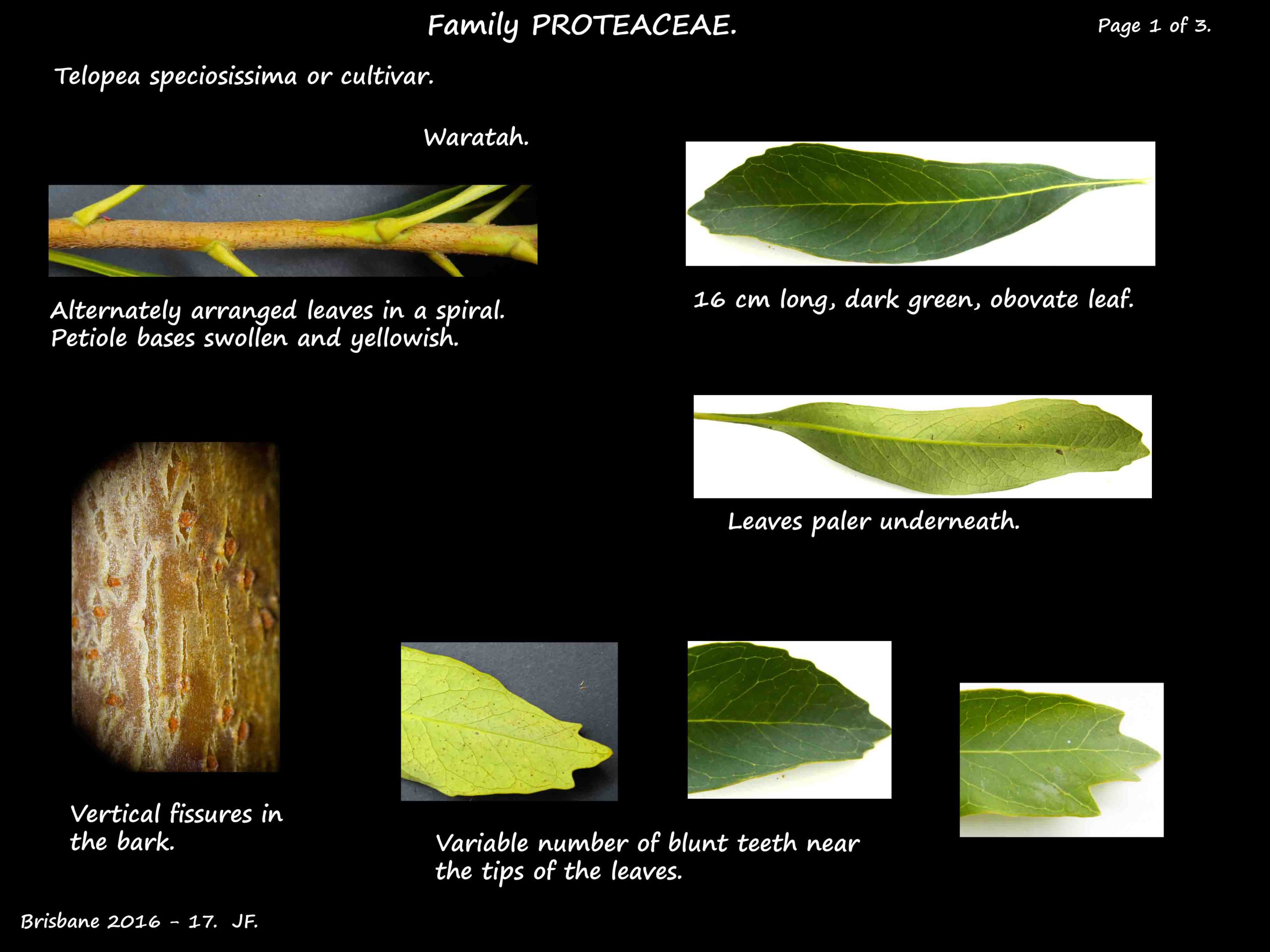 1 Telopea speciosissima bark & leaves